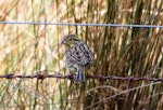 Cirl bunting. Adult female. Kaituna Valley, Banks Peninsula, September 2021. Image © Janet Burton by Janet Burton.