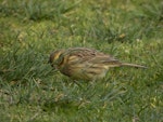 Cirl bunting. Adult female. Victoria Park, Christchurch, September 2020. Image © Adam Colley by Adam Colley.