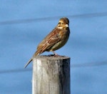 Cirl bunting. Female. Kaikoura, May 2009. Image © Duncan Watson by Duncan Watson.