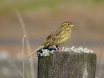 Cirl bunting. Immature female. Wairau Lagoons, Marlborough, May 2017. Image © Bill Cash by Bill Cash.