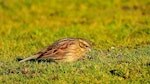 Cirl bunting. Adult female. South Bay, Kaikoura, September 2020. Image © Alan Shaw by Alan Shaw.