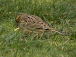 Cirl bunting. Adult female, showing olive rump. Victoria Park, Christchurch, September 2020. Image © Adam Colley by Adam Colley.