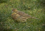 Cirl bunting. Adult female. Victoria Park, Christchurch, September 2020. Image © Adam Colley by Adam Colley.