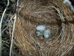 Cirl bunting. Nest with three eggs (in captivity). Upper Hutt, December 2012. Image © David Angus by David Angus.