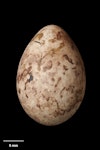 Cirl bunting. Egg 25.9 x 17.8 mm (NMNZ OR.029334). Image © Te Papa by Jean-Claude Stahl.