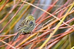 Cirl bunting. Female. Auxerre, France, February 2017. Image © Cyril Vathelet by Cyril Vathelet.