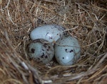 Cirl bunting. Eggs (3) laid by captive female. Upper Hutt, December 2012. Image © David Angus by David Angus.