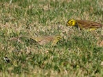 Cirl bunting. Non-breeding male (left) showing olive rump (cf. chestnut rump of non-breeding male yellowhammer on right). Taylors Dam, Marlborough, June 2017. Image © Bill Cash by Bill Cash.