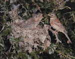 Cirl bunting. Male at nest with 3 chicks. January 1971. Image © Te Papa by Kenneth Bigwood.