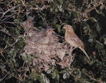 Cirl bunting. Female at nest with 3 chicks. January 1971. Image © Te Papa by Kenneth Bigwood.