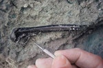 Manuherikia duck. Humerus being excavated in the field. St Bathans area, Central Otago, February 2004. Image © Alan Tennyson by Alan Tennyson.