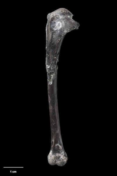 Douglas' duck. Holotype (humerus). Specimen registration number S.042878, Te Papa. St Bathans, November 1899. Image © Te Papa.