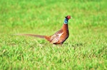 Common pheasant. Side view of an adult male walking. Near Auxerre, France, February 2016. Image © Cyril Vathelet by Cyril Vathelet.