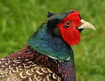 Common pheasant. Adult male (dark morph) showing iridescence on neck feathers. Wanganui, November 2009. Image © Ormond Torr by Ormond Torr.