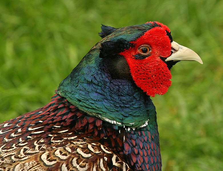 Common pheasant. Adult male (dark morph) showing iridescence on neck feathers. Wanganui, November 2009. Image © Ormond Torr by Ormond Torr.