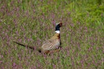 Common pheasant. Side view of adult male. Hot Water Beach, Coromandel. Image © Noel Knight by Noel Knight.