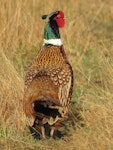 Common pheasant. Adult male. Glentanner, October 2016. Image © Scott Brooks (ourspot) by Scott Brooks.