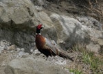 Common pheasant. Front view of adult male. Near Muriwai, October 2003. Image © Sonja Ross by Sonja Ross.