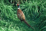 Common pheasant. Rear view of adult male. Greenmeadows, Napier, April 1979. Image © Department of Conservation ( image ref: 10033883 ) by John Kendrick Department of Conservation.