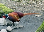 Common pheasant. Adult male. Loch of the Lowes, Scotland, April 2018. Image © Alan Tennyson by Alan Tennyson.