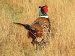 Common pheasant. Adult male. Glentanner, October 2016. Image © Scott Brooks (ourspot) by Scott Brooks.