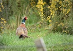 Common pheasant. Male in breeding plumage. Potts Road near Whitford, September 2016. Image © Marie-Louise Myburgh by Marie-Louise Myburgh.