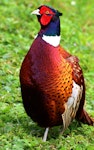 Common pheasant. Adult male ringnecked. Arundel, Sussex, UK, June 2016. Image © John Fennell by John Fennell.