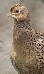 Common pheasant. Front view of adult female. Wanganui, May 2012. Image © Ormond Torr by Ormond Torr.