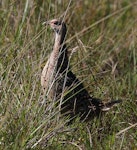 Common pheasant. Side view of adult female. Turakina River estuary, February 2011. Image © Ormond Torr by Ormond Torr.