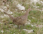 Common pheasant. Adult female. Kaikoura Peninsula, April 2023. Image © Glenn Pure by Glenn Pure.