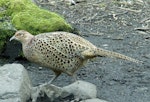 Common pheasant. Adult female. Loch of the Lowes, Scotland, April 2018. Image © Alan Tennyson by Alan Tennyson.