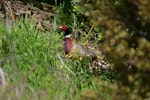 Common pheasant. Adult male showing iridescent neck feathers. Hot Water Beach, Coromandel. Image © Noel Knight by Noel Knight.