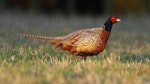 Common pheasant. Immature male. Cornwall Park, January 2013. Image © Ron Chew by Ron Chew.