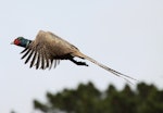 Common pheasant. Adult male flying. Cape Kidnappers, November 2009. Image © Dick Porter by Dick Porter.