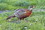 Common pheasant. Immature male. Maitai Bay, Northland, April 2012. Image © Raewyn Adams by Raewyn Adams.