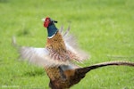 Common pheasant. Adult male beating wings. Cornwall Park, October 2016. Image © John and Melody Anderson, Wayfarer International Ltd by John and Melody Anderson.