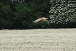 Common pheasant. Dorsal view of male in flight. Canterbury, November 2010. Image © Peter Reese by Peter Reese.