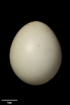 Common pheasant. Egg 41.4 x 33.9 mm (NMNZ OR.026496, collected by Arnold Wells). Taranaki. Image © Te Papa by Jean-Claude Stahl.