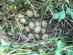 Common pheasant. Nest with 13 eggs. Waikato, January 2009. Image © Joke Baars by Joke Baars.