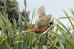 Common pheasant. Adult male in flight. Waikanae estuary, December 2013. Image © Roger Smith by Roger Smith.