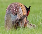 Common pheasant. Adults copulating. Cornwall Park, October 2016. Image © John and Melody Anderson, Wayfarer International Ltd by John and Melody Anderson.