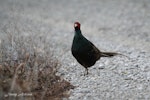 Common pheasant. Melanistic male. Mid-north, April 2009. Image © Jenny Atkins by Jenny Atkins.