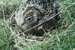 Common pheasant. Adult female on nest. Ngongotaha, February 1972. Image © Department of Conservation ( image ref: 10036040 ) by Rod Morris Department of Conservation.