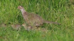 Common pheasant. Female with chicks. Cornwall Park, December 2012. Image © Ron Chew by Ron Chew.