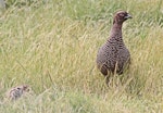 Common pheasant. Dark female with young chick. Cape Kidnappers, November 2009. Image © Dick Porter by Dick Porter.