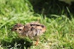 Common pheasant. Chick. Mid-north, December 2012. Image © Jenny Atkins by Jenny Atkins.