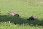 Common pheasant. Covey foraging in field. Maitai Bay, April 2012. Image © Raewyn Adams by Raewyn Adams.