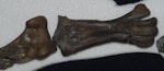 Mannering's penguin. Holotype right tarsometatarsus and lower right tibiotarsus, Canterbury Museum zfa35. Waipara Greensand, Waipara River, Canterbury. Image © Alan Tennyson by Alan Tennyson.