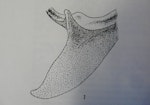 Simpson's penguin. Drawing of sternum of holotype in Otago Museum (from NZ Geological Survey Paleontological Bulletin 20). Otago. Image © Alan Tennyson by Alan Tennyson.