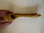 Amies' penguin. Humerus 13 cm long, part of holotype in Otago Museum, registration numbers GL434, C.50.61. Hakataramea Valley, South Canterbury. Image © Otago Museum, Dunedin by Alan Tennyson.